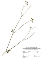 藏品(竊衣)的圖片